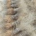 黑枸杞苗甘肃提供种植技术籽播苗包成活工程苗