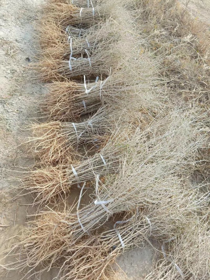 黑枸杞苗甘肃提供种植技术籽播苗包成活工程苗