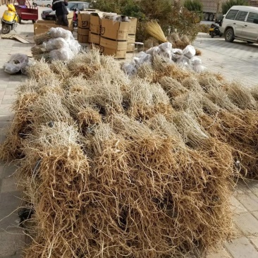 黑枸杞苗甘肃提供种植技术籽播苗包成活工程苗