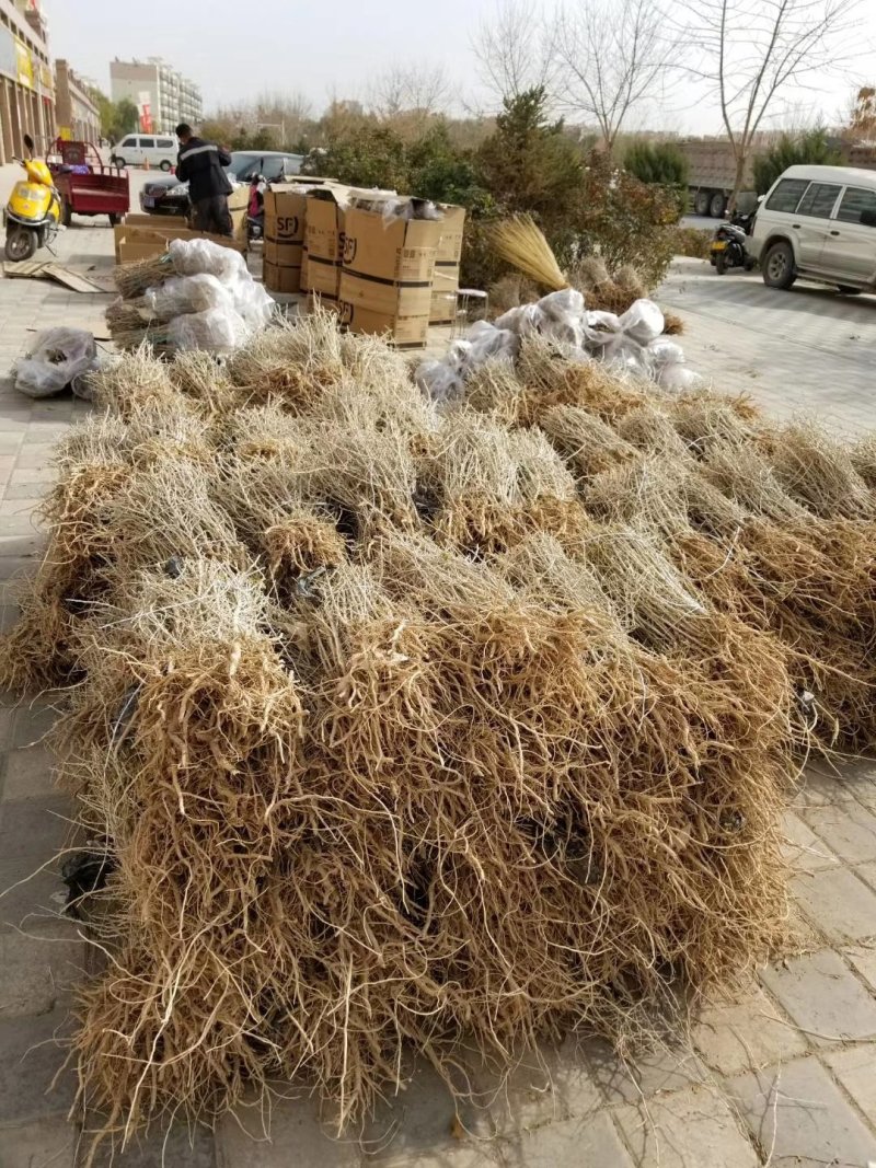黑枸杞苗甘肃提供种植技术籽播苗包成活工程苗