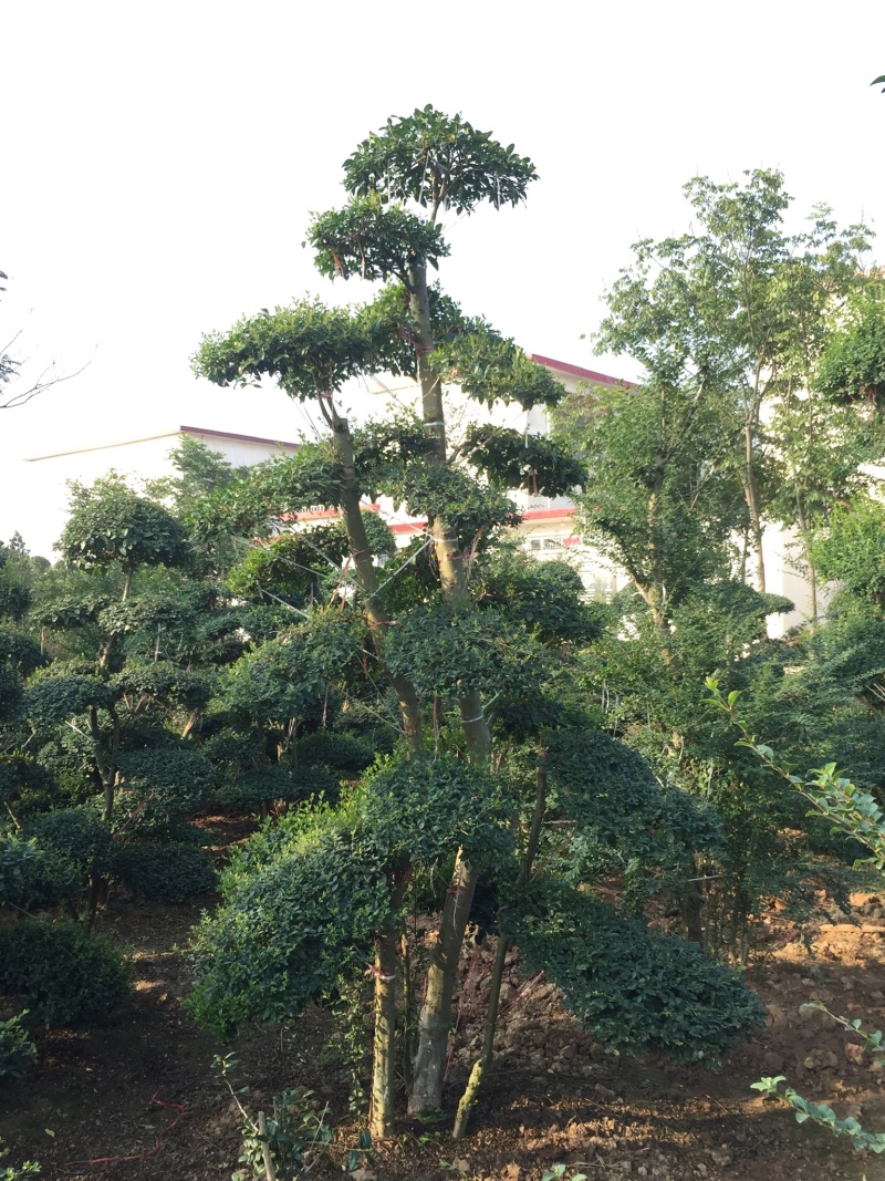 小叶女贞造型精品货，自己家苗圃货源，价格实在