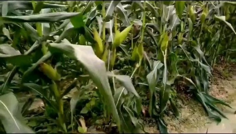 嘉甜糯13鲜食糯玉米种子甜糯比例1：3口感好