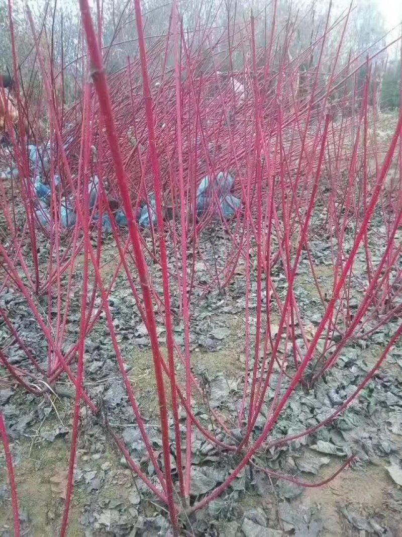 红瑞木树.精品，免费提供种植技术，成活率高，规格齐全，