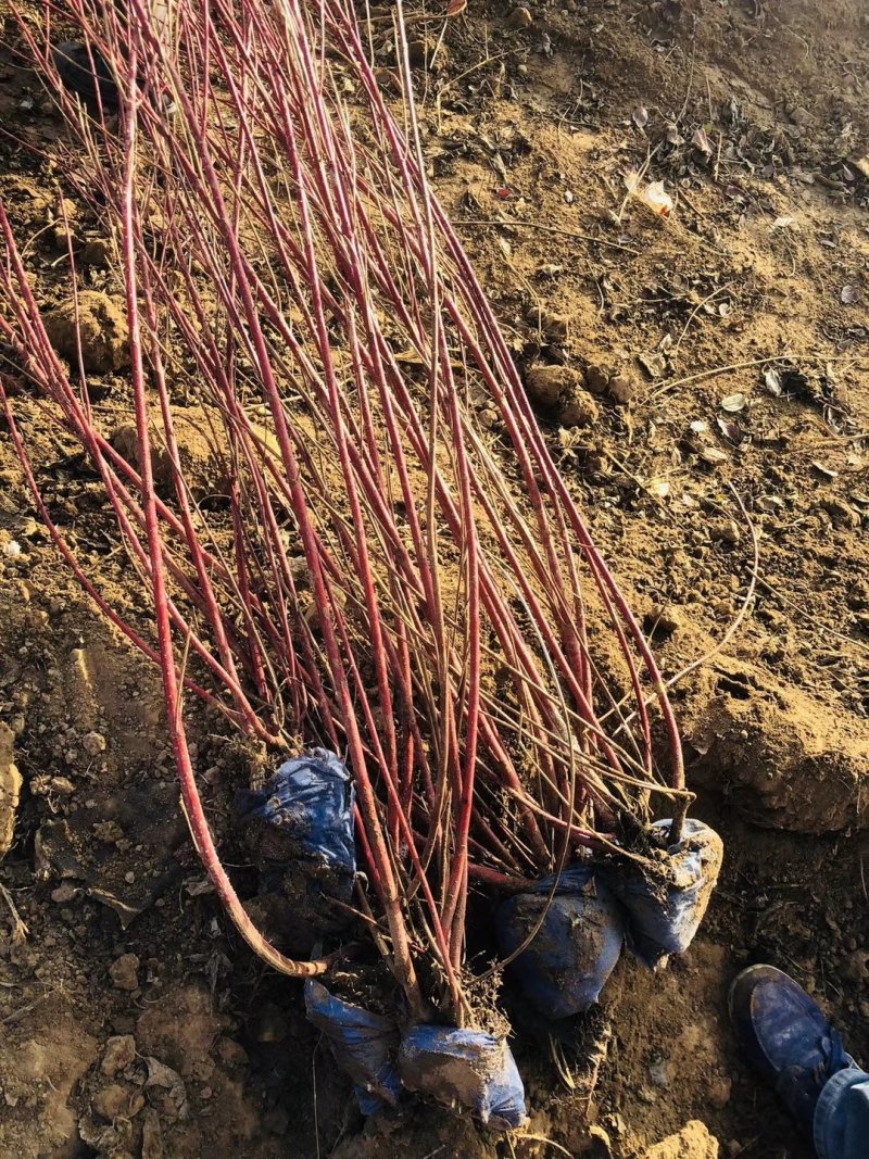 红瑞木树.精品，免费提供种植技术，成活率高，规格齐全，