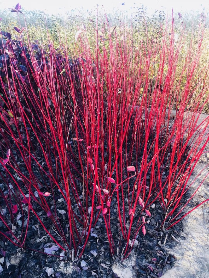 红瑞木树.精品，免费提供种植技术，成活率高，规格齐全，