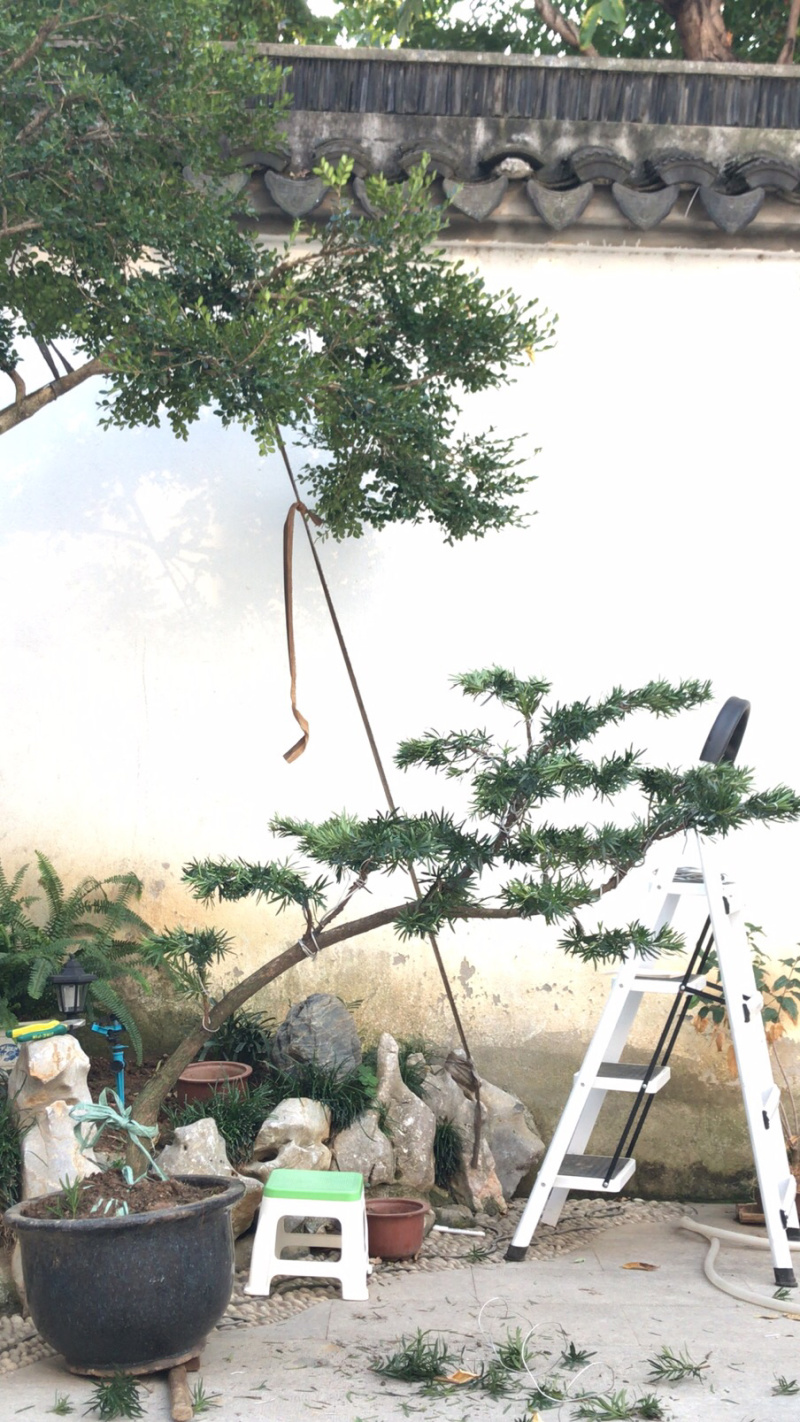 罗汉松造型，顶流大师出品，年产量低，树型飘逸优美