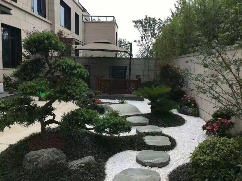 罗汉松造型，顶流大师出品，年产量低，树型飘逸优美