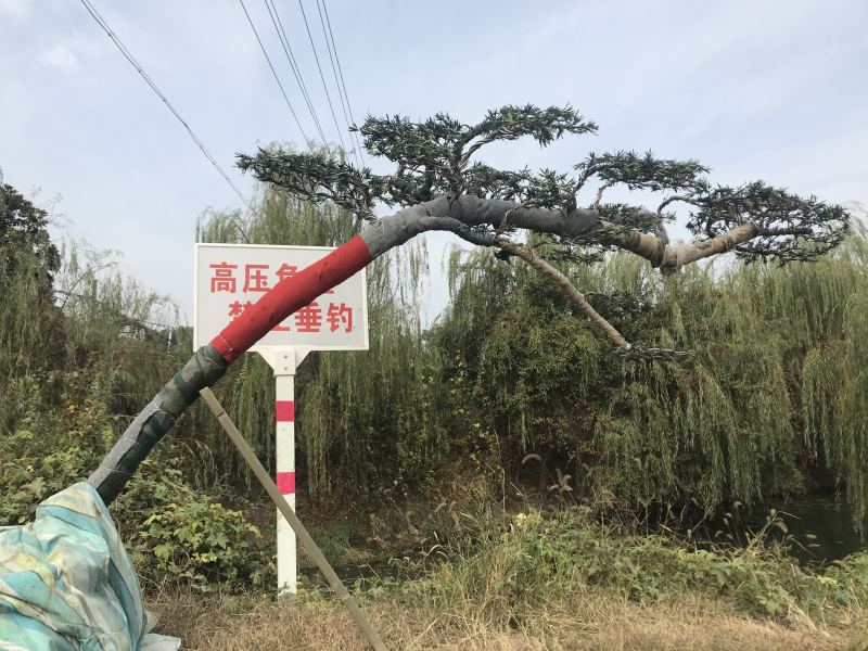 罗汉松造型，顶流大师出品，年产量低，树型飘逸优美