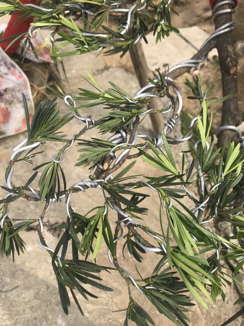 罗汉松造型，顶流大师出品，年产量低，树型飘逸优美