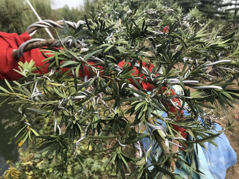罗汉松造型，顶流大师出品，年产量低，树型飘逸优美