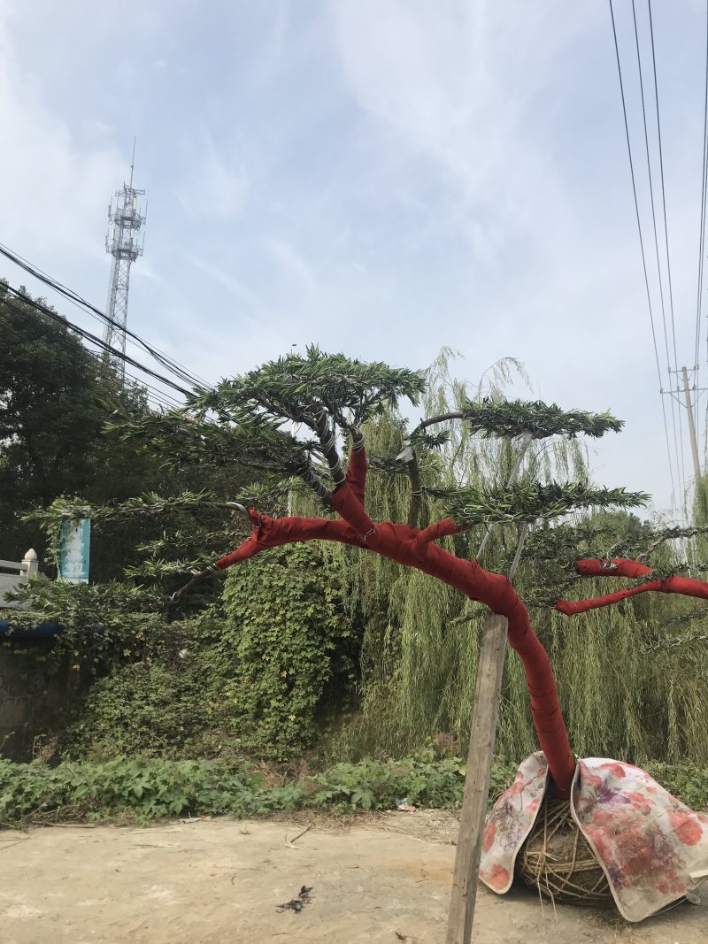 罗汉松造型，顶流大师出品，年产量低，树型飘逸优美