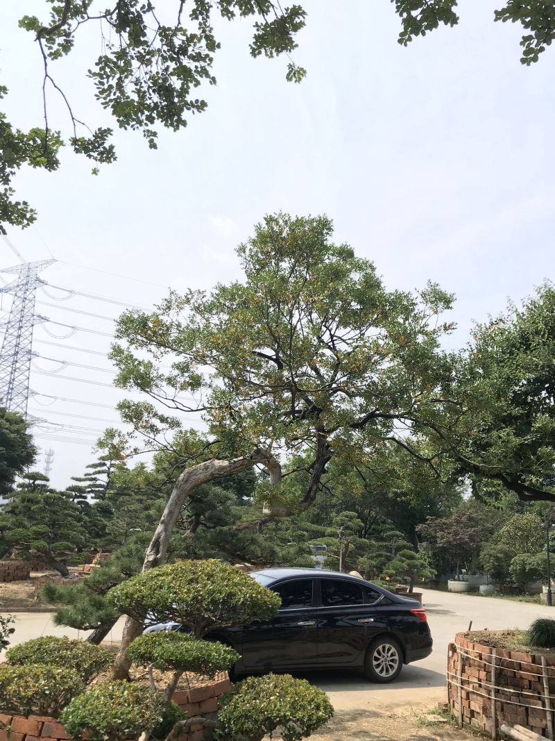罗汉松造型，顶流大师出品，年产量低，树型飘逸优美