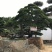 罗汉松造型，顶流大师出品，年产量低，树型飘逸优美