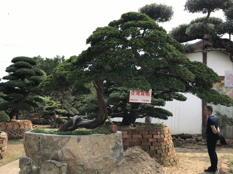 罗汉松造型，顶流大师出品，年产量低，树型飘逸优美