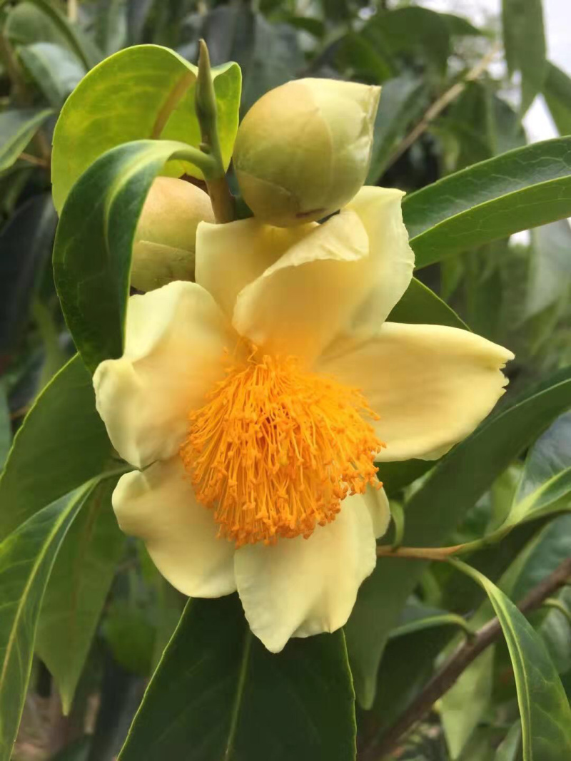 杜鹃花，香妃茶花、嫁接杜鹃花等观赏植物