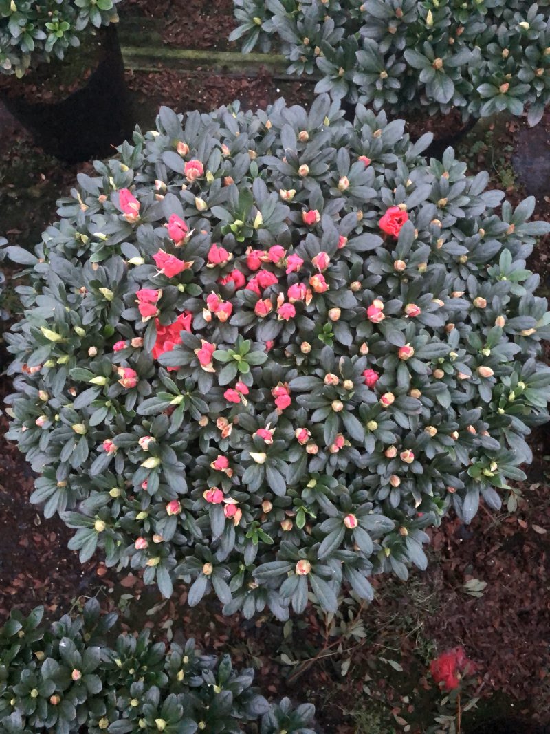 杜鹃花，香妃茶花、嫁接杜鹃花等观赏植物