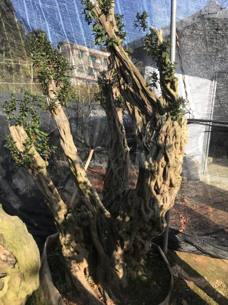 杜鹃花，香妃茶花、嫁接杜鹃花等观赏植物