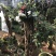 杜鹃花，香妃茶花、嫁接杜鹃花等观赏植物