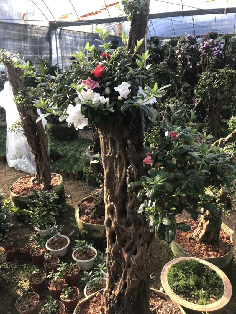 杜鹃花，香妃茶花、嫁接杜鹃花等观赏植物