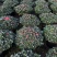 杜鹃花，香妃茶花、嫁接杜鹃花等观赏植物