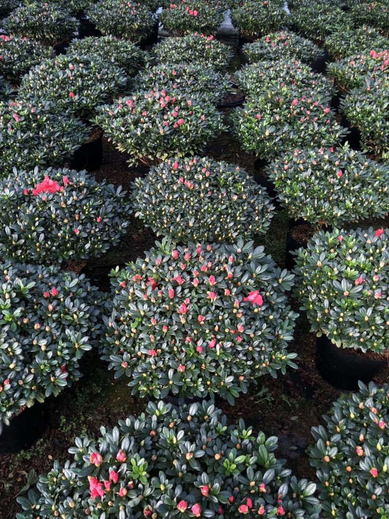 杜鹃花，香妃茶花、嫁接杜鹃花等观赏植物