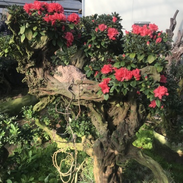 杜鹃花，香妃茶花、嫁接杜鹃花等观赏植物