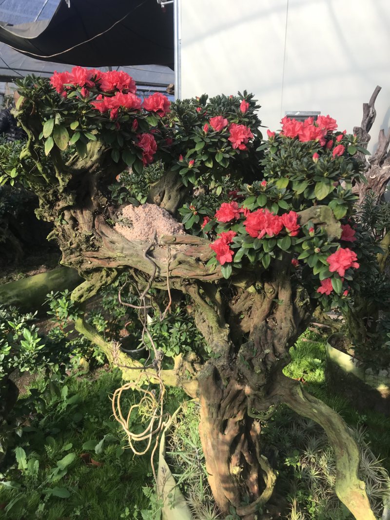 杜鹃花，香妃茶花、嫁接杜鹃花等观赏植物