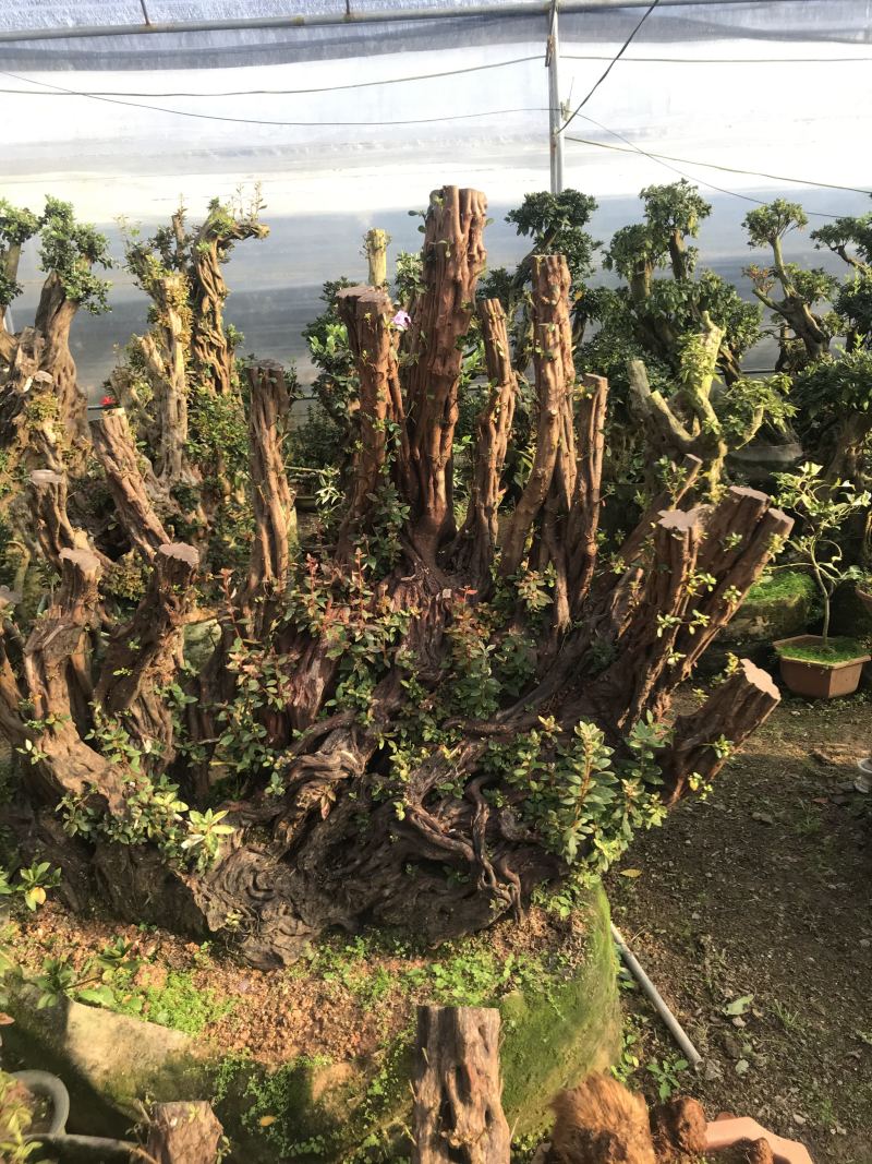 杜鹃花，香妃茶花、嫁接杜鹃花等观赏植物