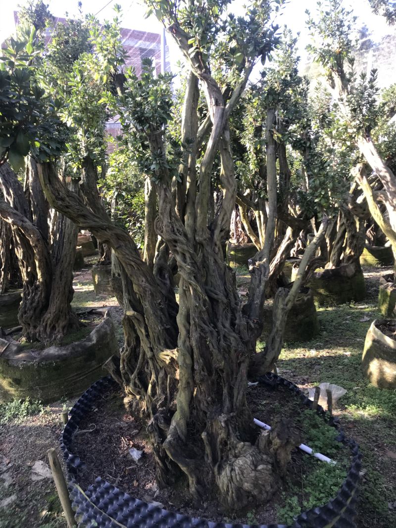 杜鹃花，香妃茶花、嫁接杜鹃花等观赏植物