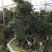 杜鹃花，香妃茶花、嫁接杜鹃花等观赏植物