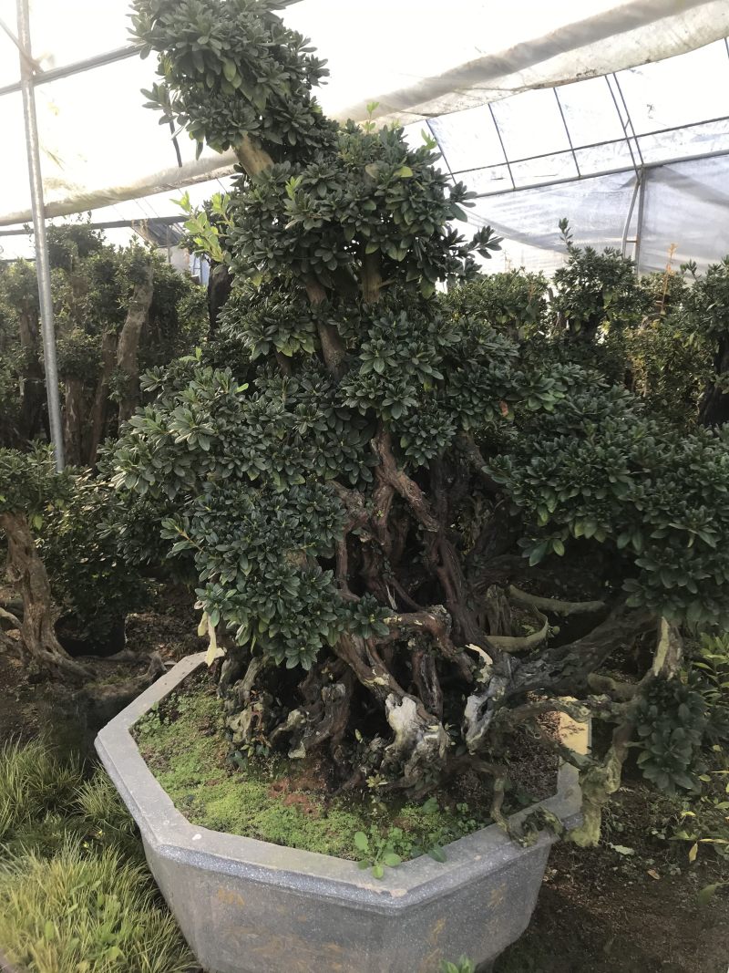 杜鹃花，香妃茶花、嫁接杜鹃花等观赏植物
