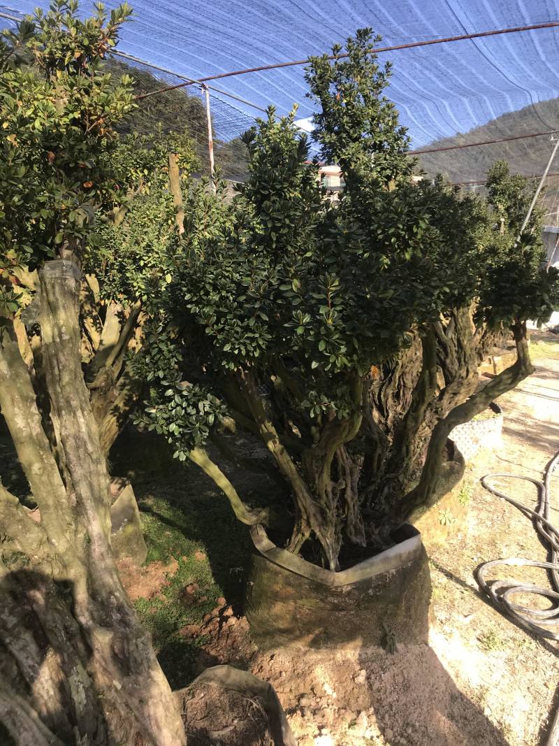 杜鹃花，香妃茶花、嫁接杜鹃花等观赏植物