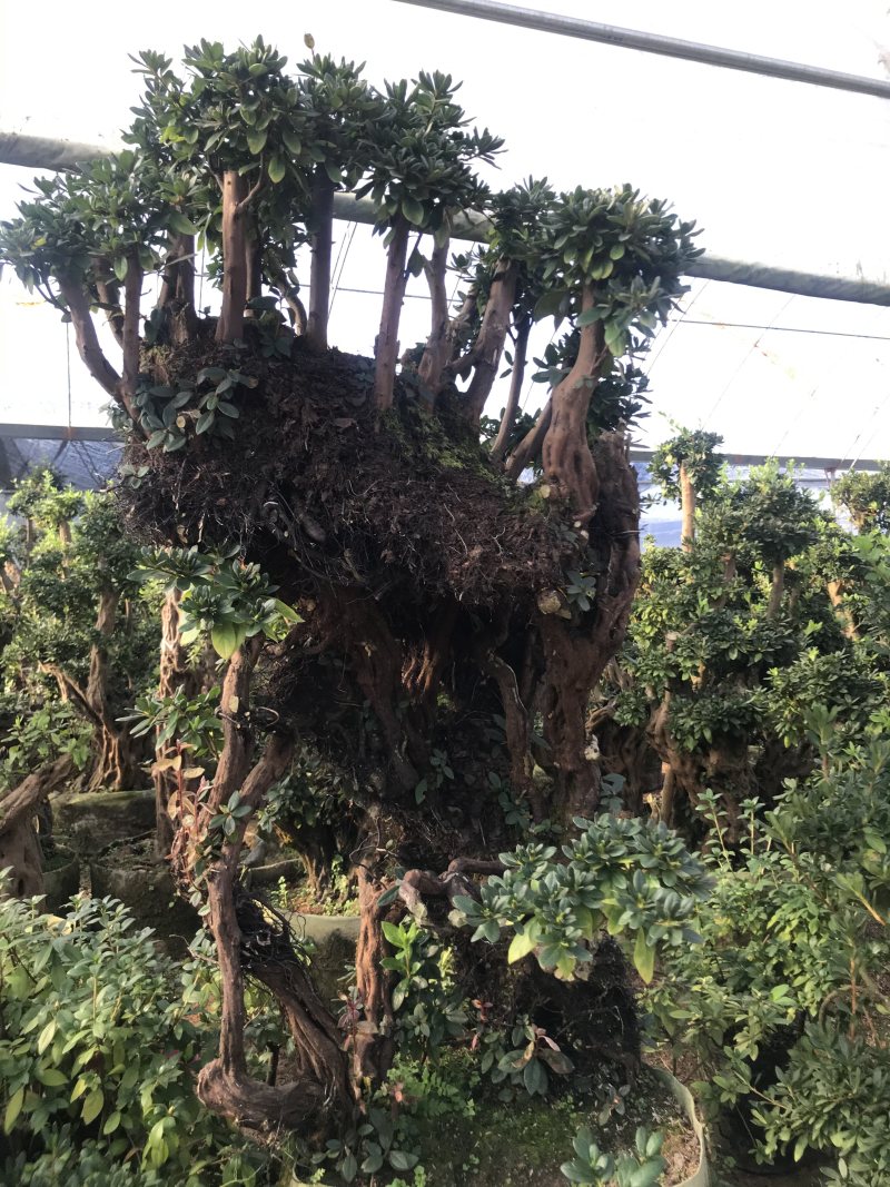 杜鹃花，香妃茶花、嫁接杜鹃花等观赏植物