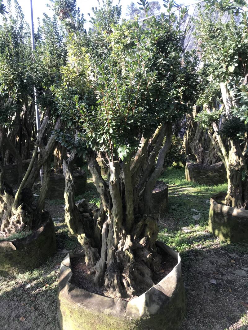 杜鹃花，香妃茶花、嫁接杜鹃花等观赏植物