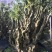 杜鹃花，香妃茶花、嫁接杜鹃花等观赏植物