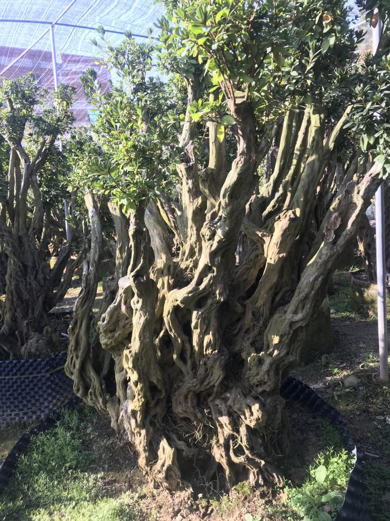杜鹃花，香妃茶花、嫁接杜鹃花等观赏植物
