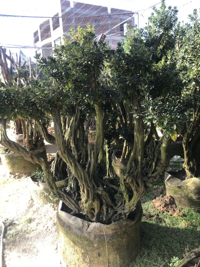 杜鹃花，香妃茶花、嫁接杜鹃花等观赏植物