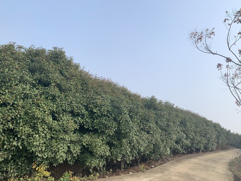 红叶石楠