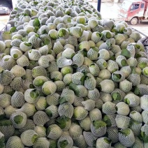 圆包菜