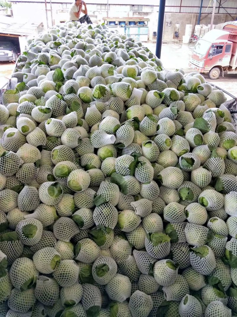 圆包菜