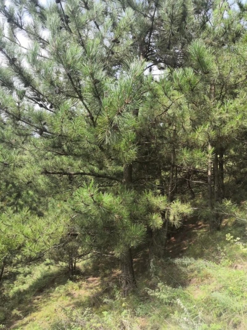 5米油松山货价格便宜诚心要货的联系