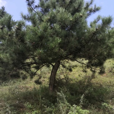 5米油松山货价格便宜诚心要货的联系