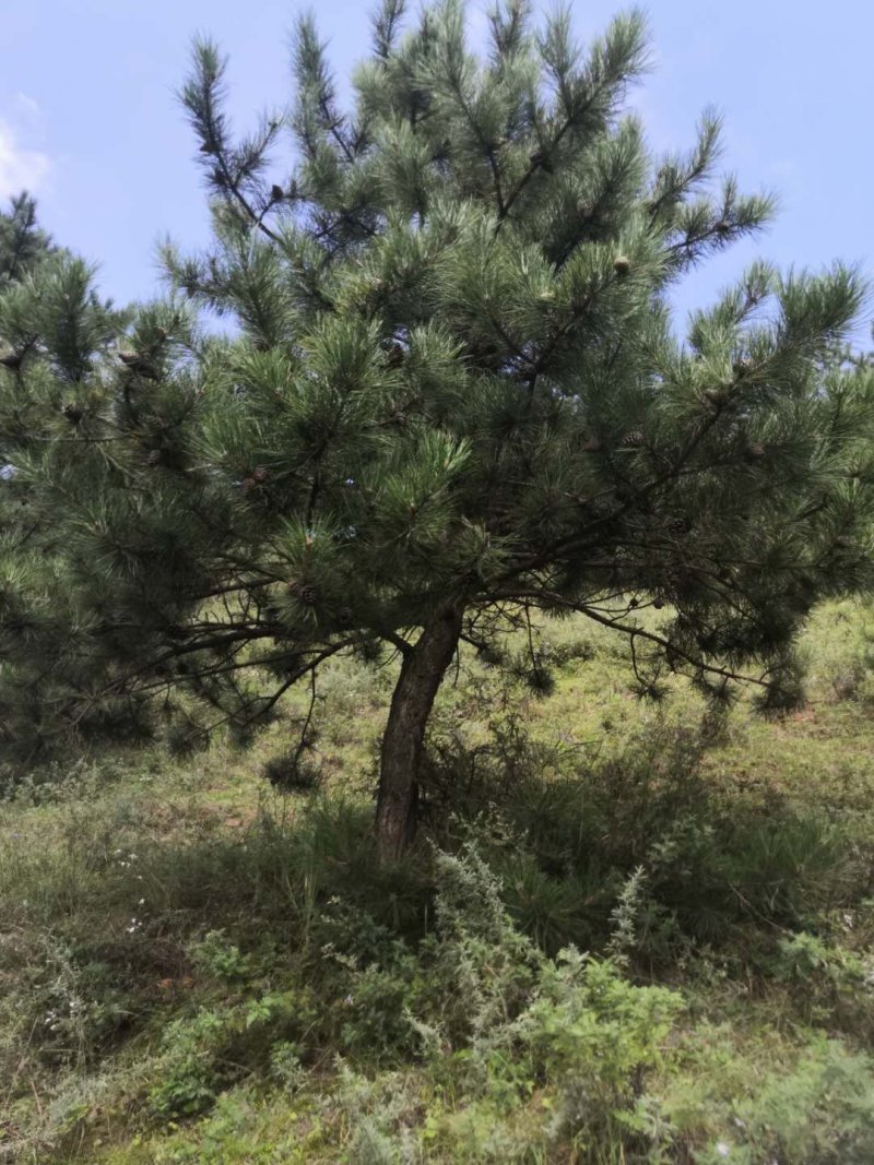 5米油松山货价格便宜诚心要货的联系