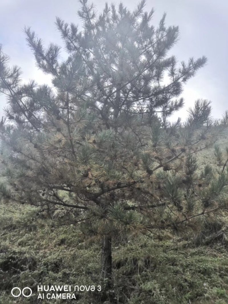 5米油松山货价格便宜诚心要货的联系