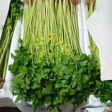 芹菜