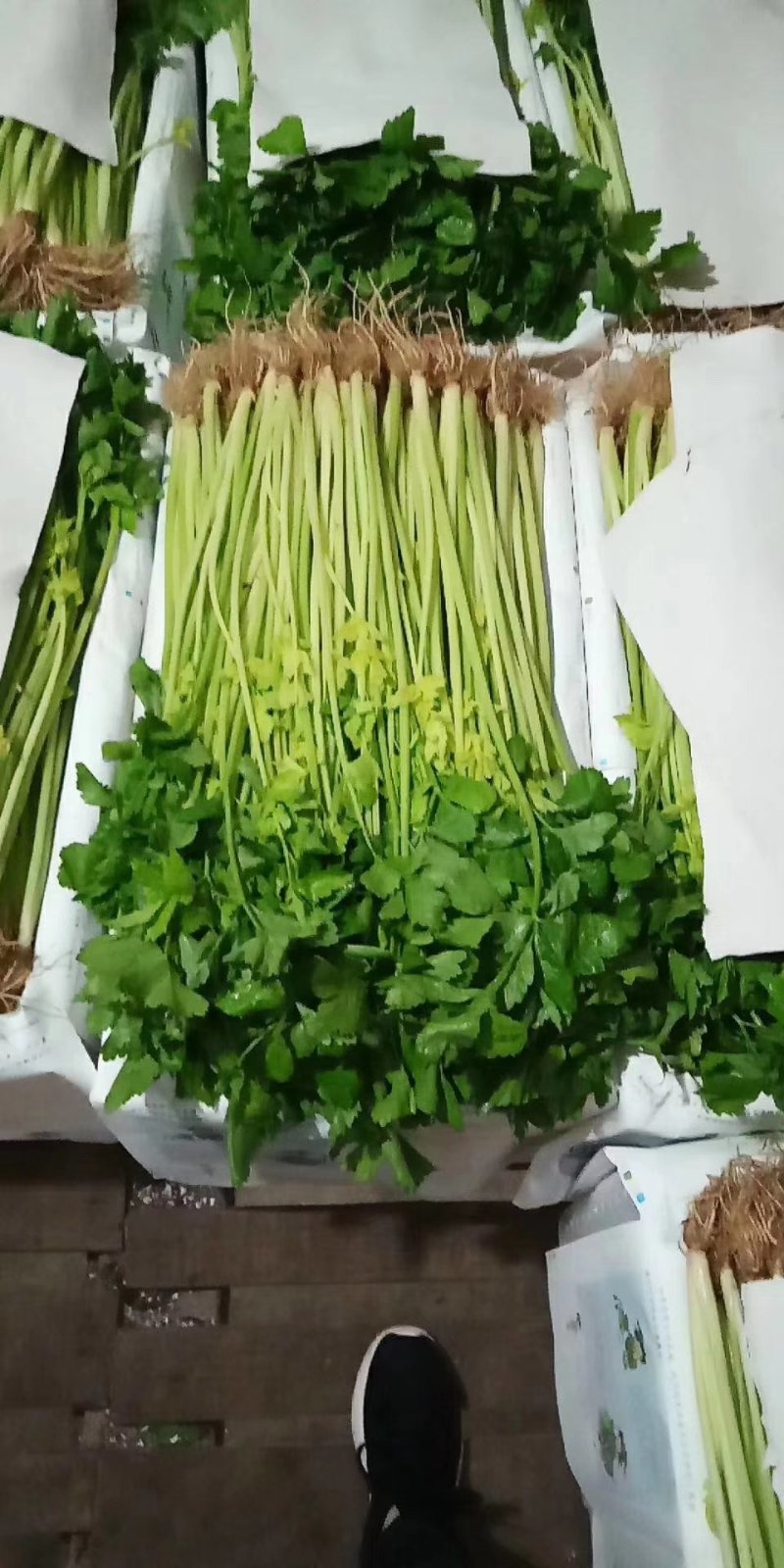 芹菜