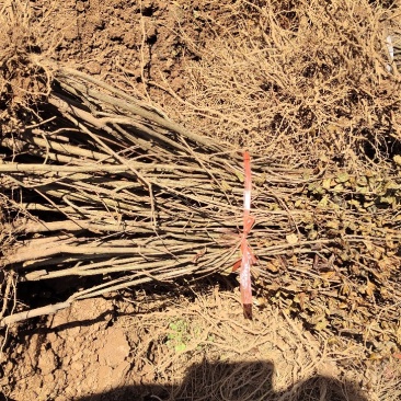 突尼斯软籽石榴嫁接苗，品种保证，基地直销有嫁接苗