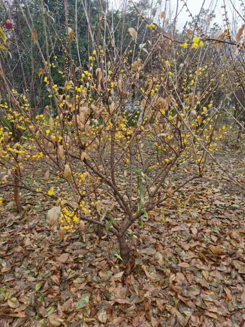 腊梅，金梅，四川腊梅基地出售，成都腊梅批发价格