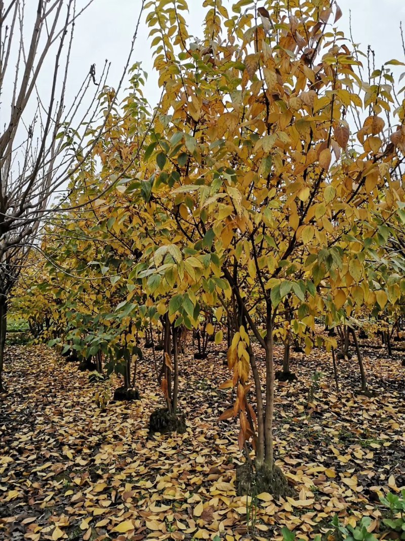 腊梅，金梅，四川腊梅基地出售，成都腊梅批发价格