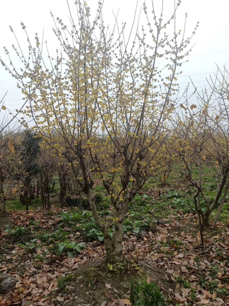 腊梅，金梅，四川腊梅基地出售，成都腊梅批发价格